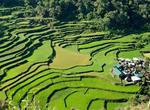 Visit Cordilleras Rice Terraces, Philippines (UNESCO site)