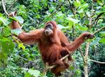 See Orangutan in Bukit Lawang, Sumatra, Indonesia