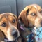 timberkatbeagles@gmail.com